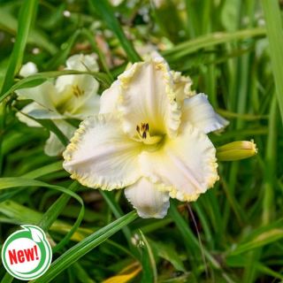 Marquee Moon Daylily Thumbnail